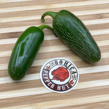 Jalapeño M - Seeds - The Pepper Pantry (Formerly Marie Sharp's)
